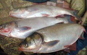 تصویر 2 از قیمت خرید عمده ماهی کپور نقره ای جنوب